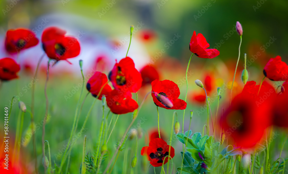 Obraz premium closeup red poppy flowers in green prairie
