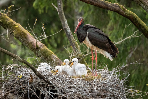 Canvas Print Black stork with chickens in the nest