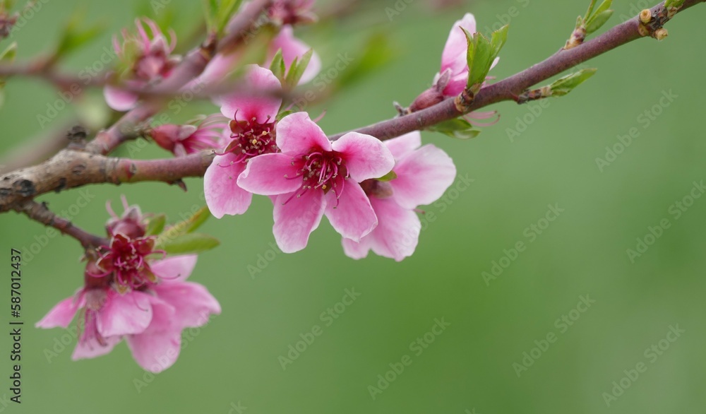 Pink cherry blossom branch on green background Pink cherry blossom branch on green background
