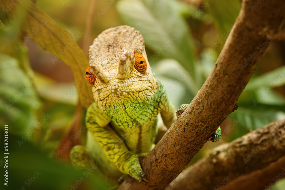 Chameleon gaze: close-up of orange coloured eyes, frontal view, portrait of a large Parson's chameleon , Calumma parsonii sharp green and yellow coloured, eye contact. Madagascar wildlife photography. Chameleon gaze: close-up of orange coloured eyes, frontal view, portrait of a large Parson's chameleon , Calumma parsonii sharp green and yellow coloured, eye contact. Madagascar wildlife photography.