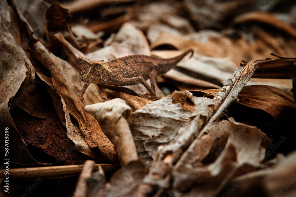 Chameleons of Madagascar: rare, tiny, like dry leaf camouflaged Domergue's leaf chameleon, Brookesia thieli on leaf litter of forest floor. Threatened Species, Andasibe, Madagascar. Chameleons of Madagascar: rare, tiny, like dry leaf camouflaged Domergue's leaf chameleon, Brookesia thieli on leaf litter of forest floor. Threatened Species, Andasibe, Madagascar.