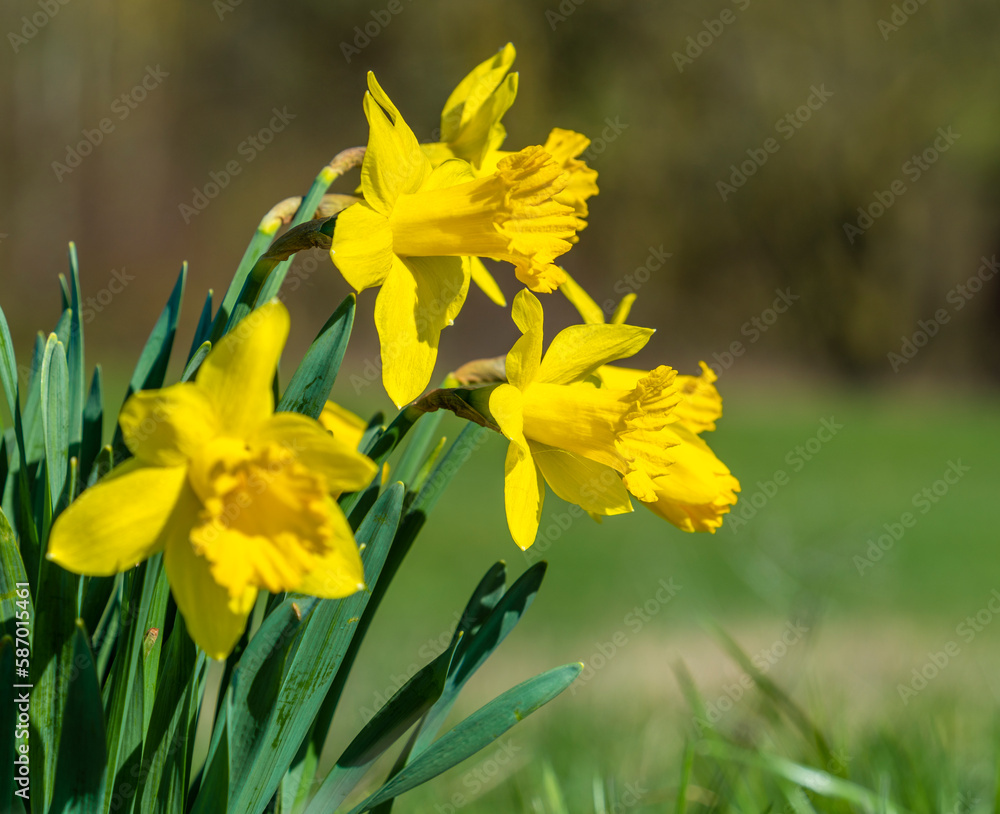Yellow daffodil flowers