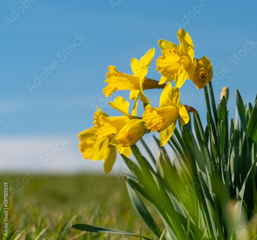 Fototapeta Naklejka Na Ścianę i Meble -  Yellow daffodil flowers