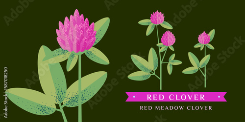 red clover vector drawing. Isolated flower and leaves. Detailed botanical sketch for tea, organic cosmetics, medicine, aromatherapy