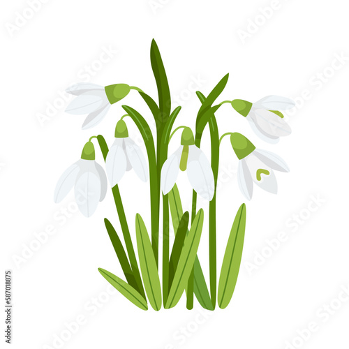 Bouquet Snowdrops flowers vector illustration. Delicate spring blooming galanthus herb