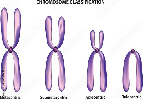 chromosome classification