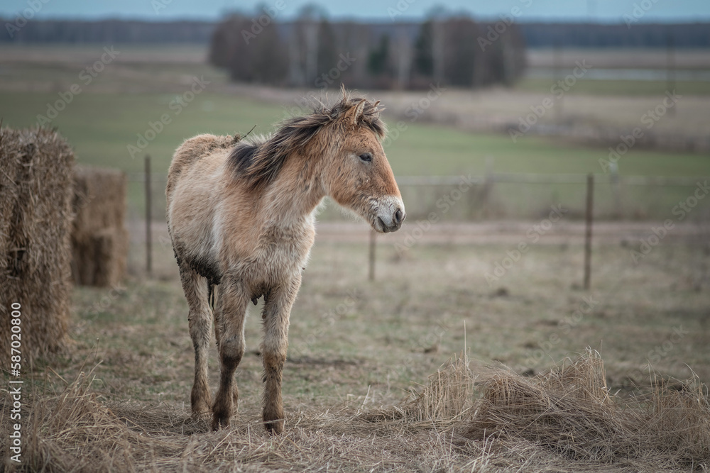 Beautiful thoroughbred horse on a farm in a cloudy spring day. Beautiful thoroughbred horse on a farm in a cloudy spring day.