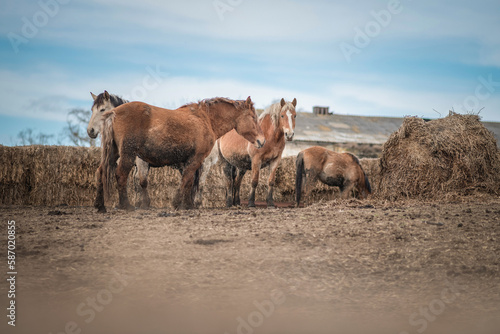 Beautiful thoroughbred horse on a farm in a cloudy spring day.