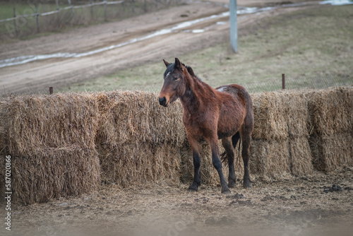 Beautiful thoroughbred horse on a farm in a cloudy spring day.