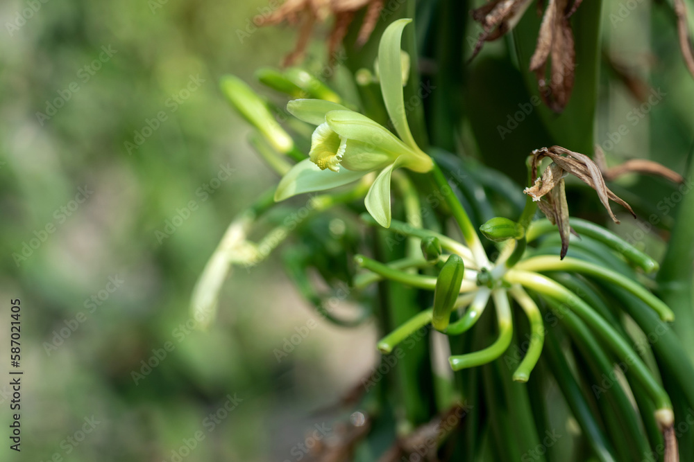 Bloom Vanilla flowers and pollinated Vanilla flower grow into a pod, formation of the pod after drying of the flower Bloom Vanilla flowers and pollinated Vanilla flower grow into a pod, formation of the pod after drying of the flower