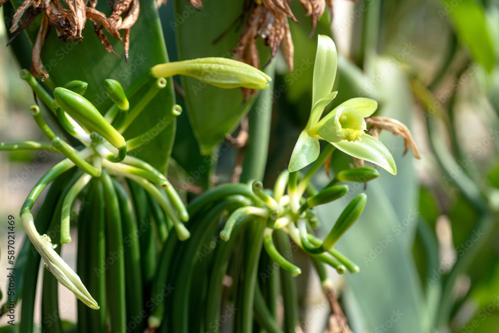 Bloom Vanilla flowers and pollinated Vanilla flower grow into a pod, formation of the pod after drying of the flower Bloom Vanilla flowers and pollinated Vanilla flower grow into a pod, formation of the pod after drying of the flower