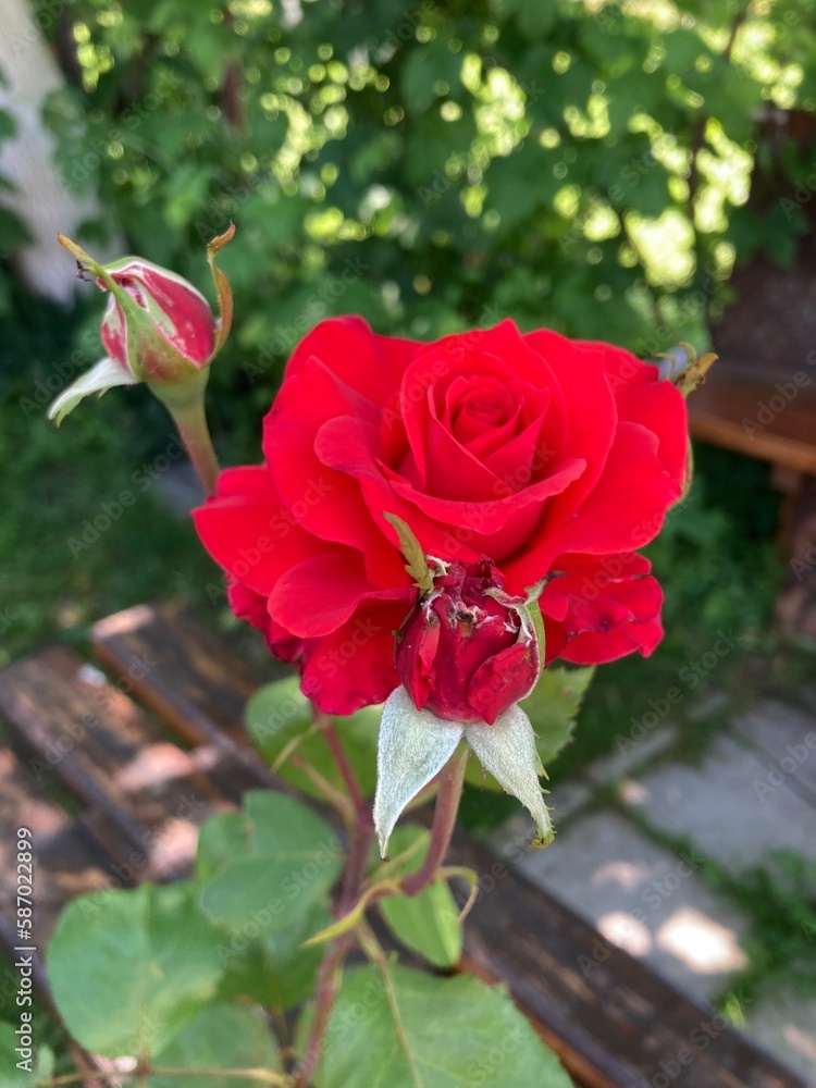 Obraz premium Red rose