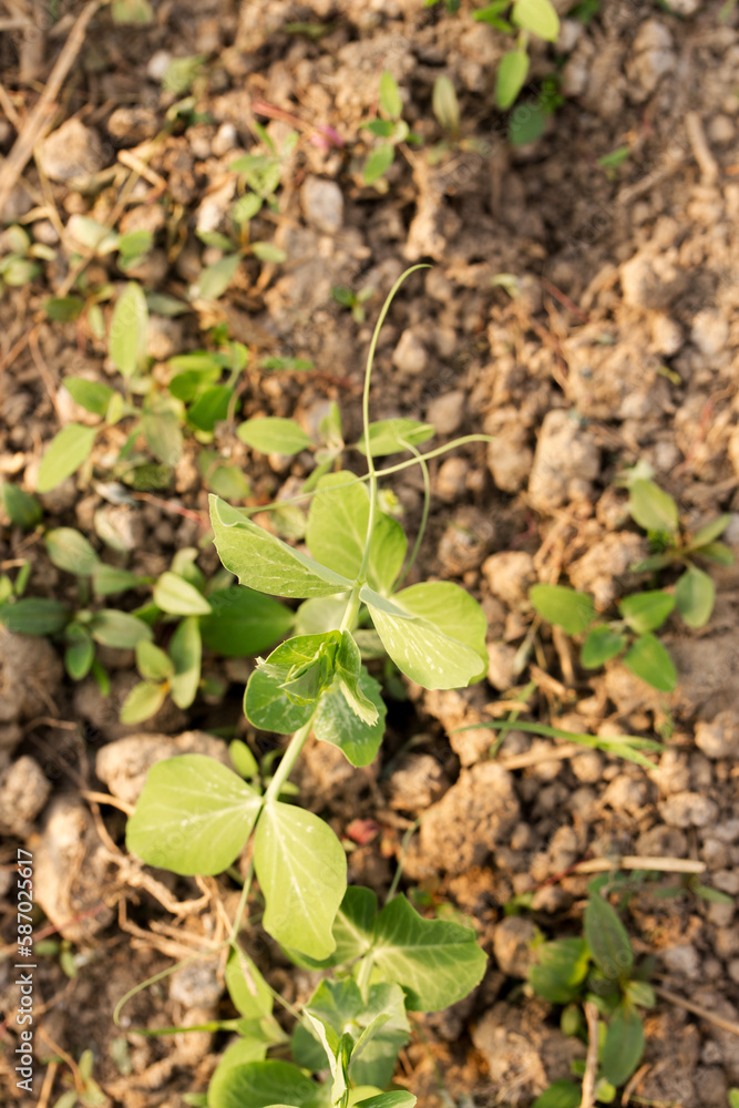 Fresh green peas seedlings on a sunny day