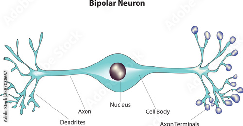 bipolar neuron