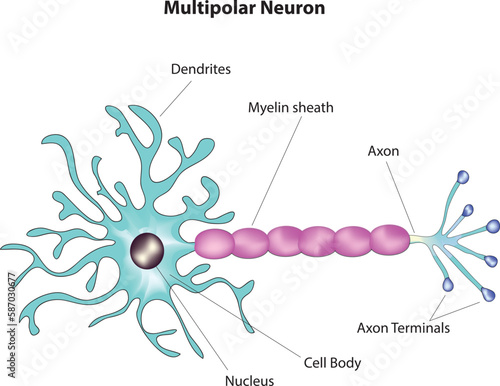 multipolar neuron