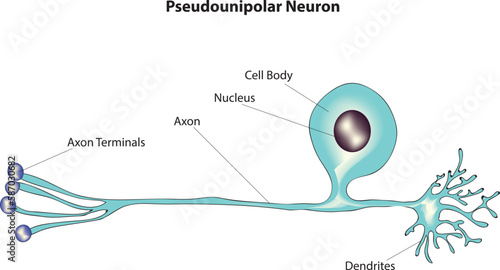 pseudounipolar neuron photo