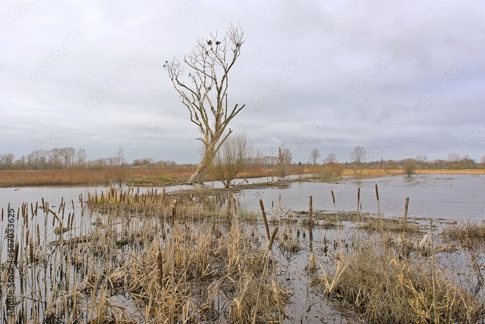 Bare trees in a swamp in Bourgoyen nature reserve, Ghent, Flanders, Belgium Bare trees in a swamp in Bourgoyen nature reserve, Ghent, Flanders, Belgium