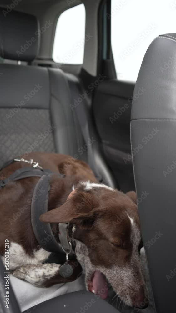 dog in the back seat of a car harnessed and belted, car in motion