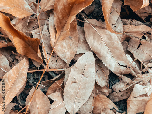 dry leaves background