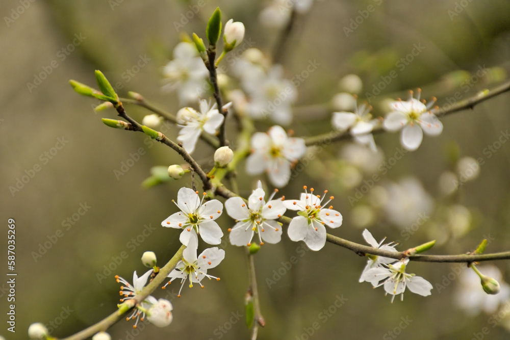 White blackthorn blossoms (Prunus spinosa) White blackthorn blossoms (Prunus spinosa)