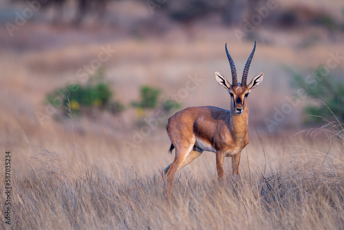 The chinkara (Gazella bennettii)