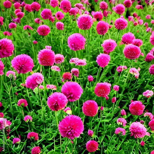 flowers in the garden