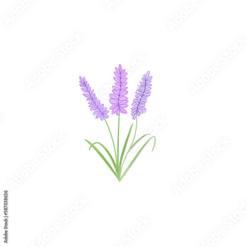 hand drawn illustration of a bunch of lavender with leafs on a transparent background