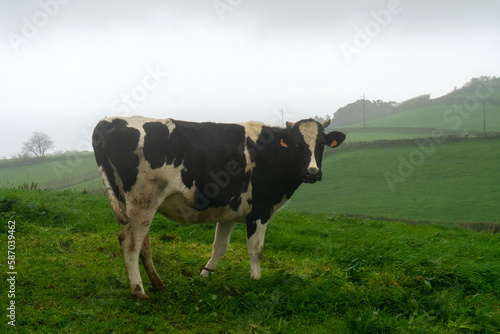 Cow in a green pasture on the island of São Miguel, Azores.