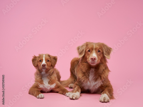 adult dog mother with a puppy. Nova Scotia duck tolling retriever on a pink background. happy family