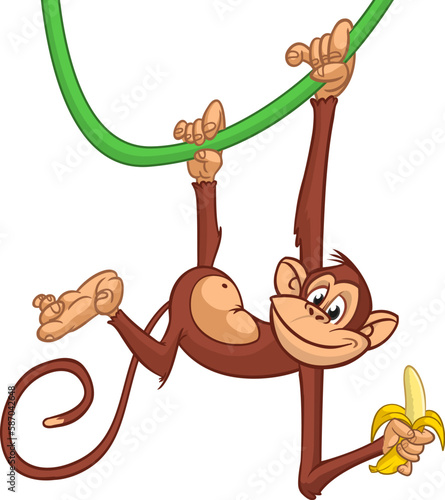 Cartoon funny monkey hanging on liana and eating banana. Vector illustration of happy monkey character design isolated