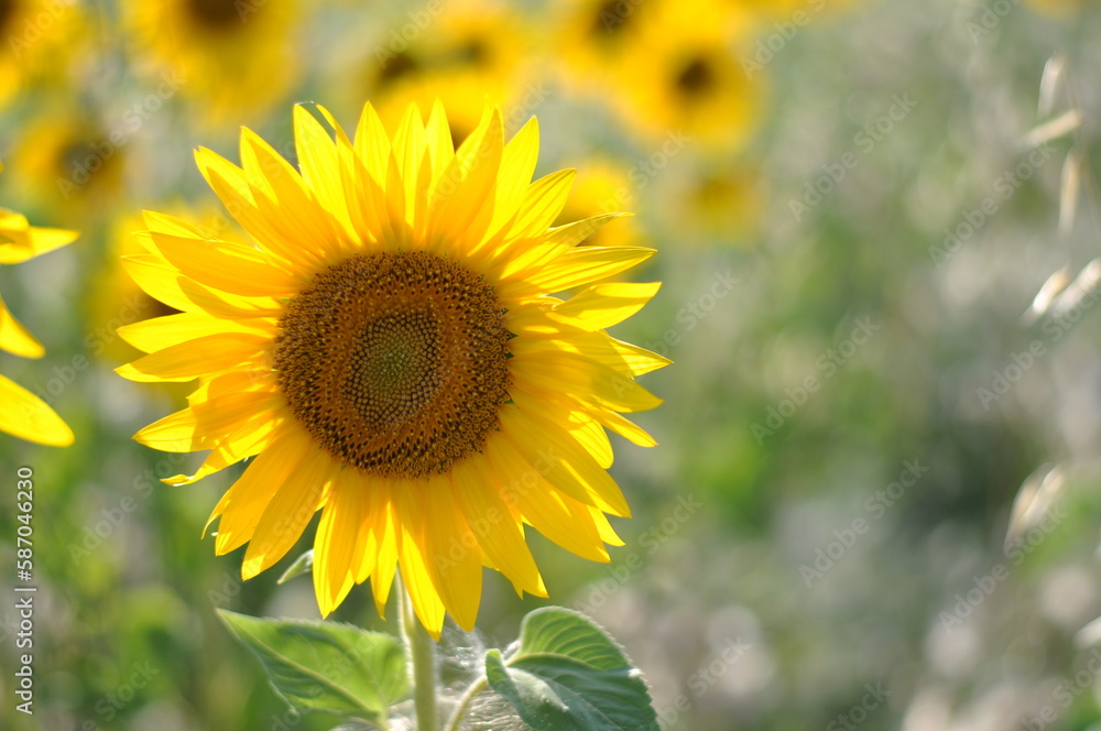GIRASOLI FIORI
GIRASOLI FIORI