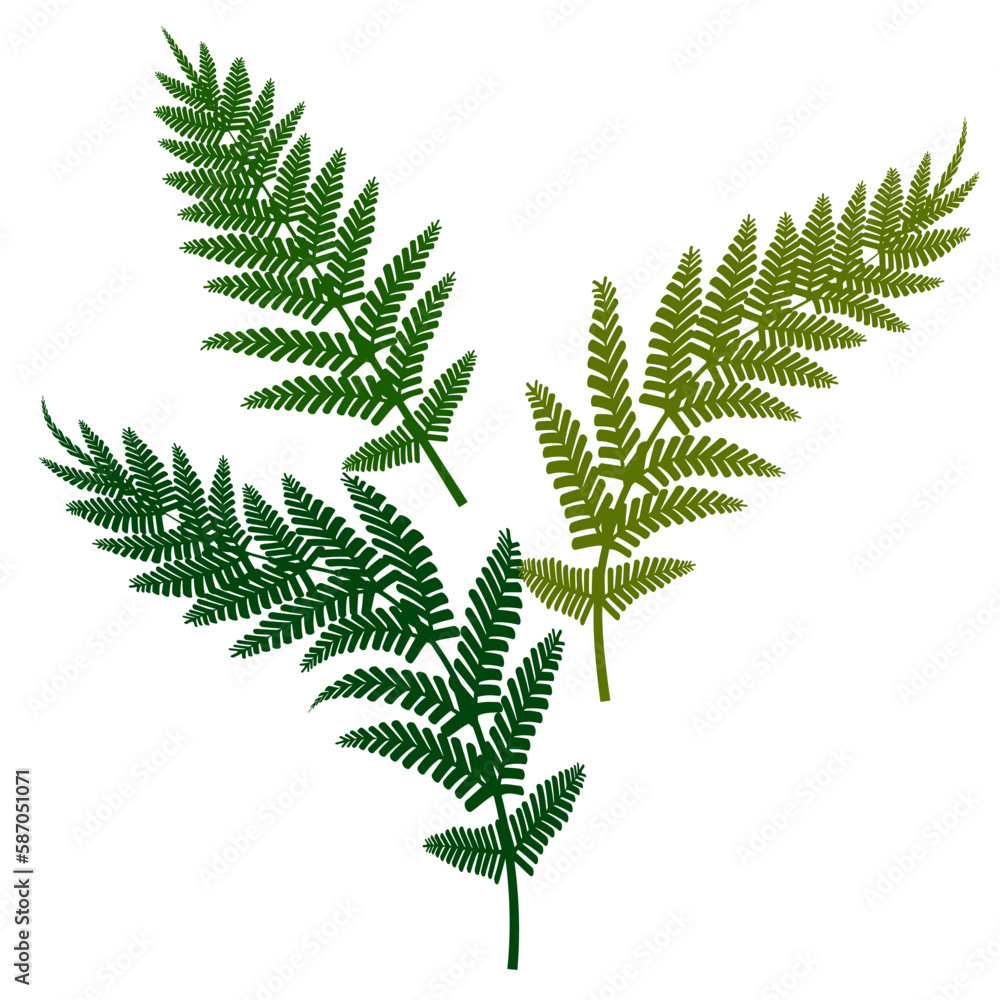 Green fern, great design for any purposes. Vector illustration.