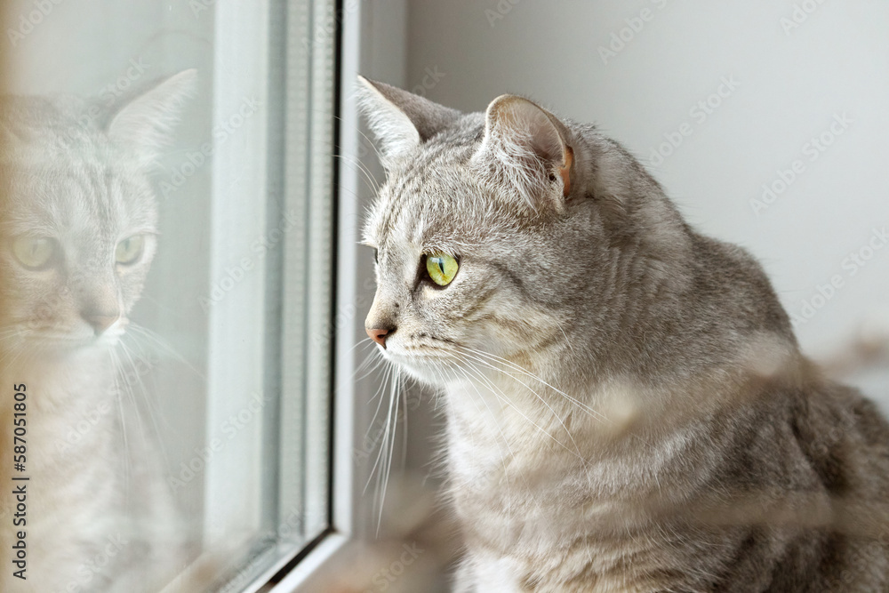Cute gray fluffy cat with bright green emerald eyes looking out the window. Pets and lifestyle concept.