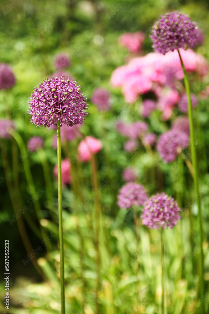 Fototapeta premium A Beautiful flowers in nature in the park background