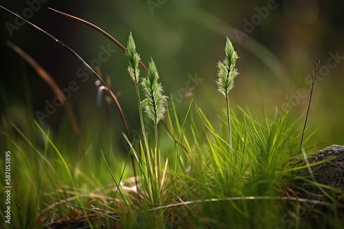  a close up of a plant with grass in the foreground and a rock in the foreground with grass in the foreground and a blurry background.  generative ai © Shanti
