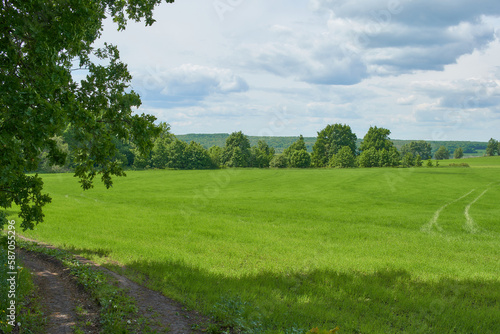 Fototapeta Naklejka Na Ścianę i Meble -  Beautiful green wheat field in countryside.