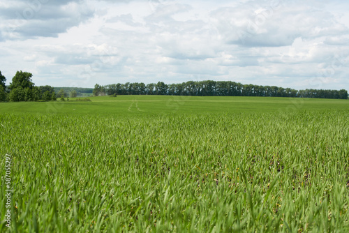 Beautiful green wheat field in countryside.