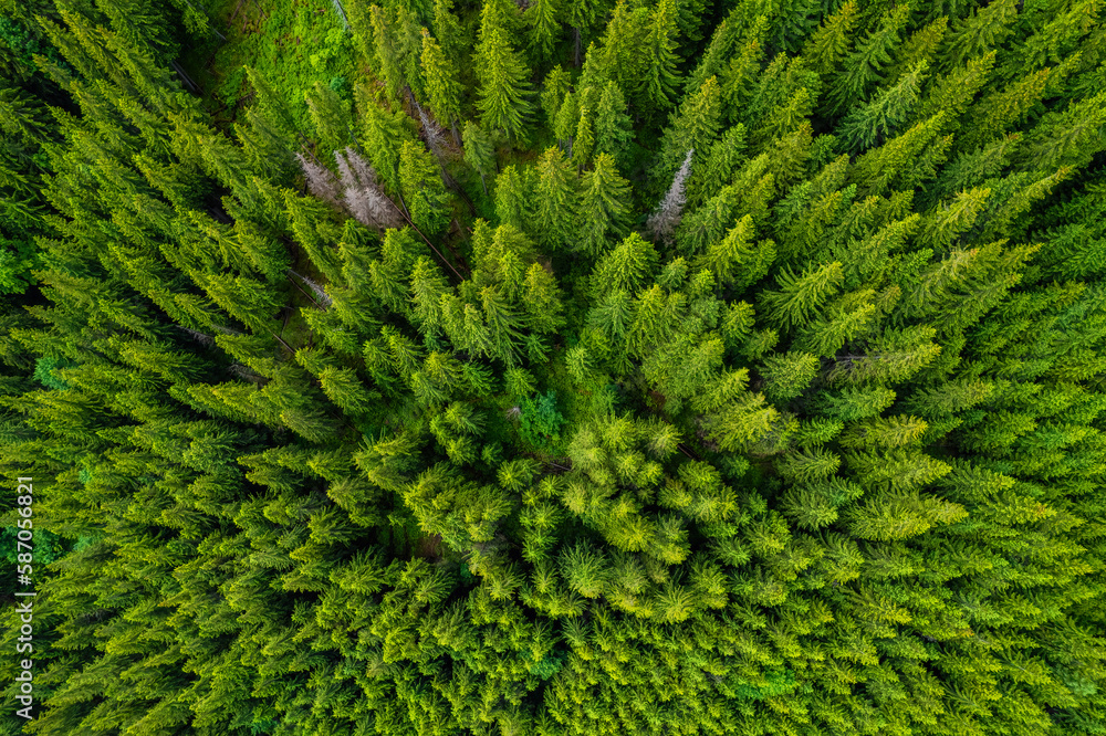 Conifer forest from above. Top down aerial view. Background forest view from above, green forest nature texture Conifer forest from above. Top down aerial view. Background forest view from above, green forest nature texture