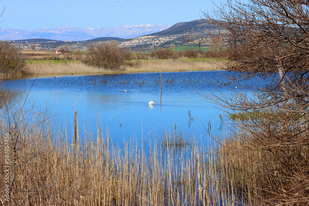 Swan in beautiful Lake Vrana, Croatia. Swan in beautiful Lake Vrana, Croatia.