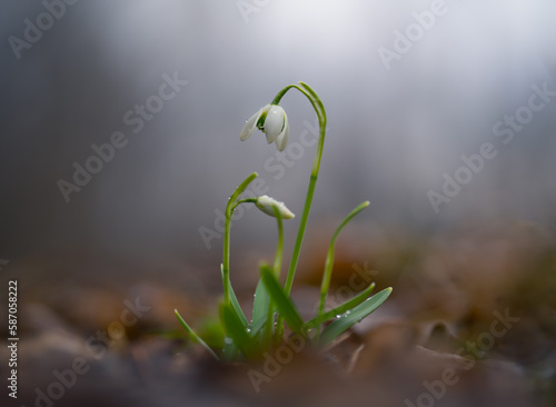 A blooming snowdrop on a rainy spring morning in a wild forest