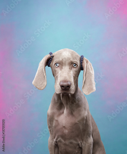 Weimaraner puppy on a color background. Portrait of a gray dog. Funny Pet in the studio