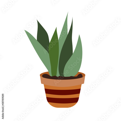 Potted Sansevieria, snake plant. A beautiful deciduous plant. Botanical theme. Decorative summer garden flowers.Green home tongue-leaf decor. Flat style vector illustration. White isolated background.