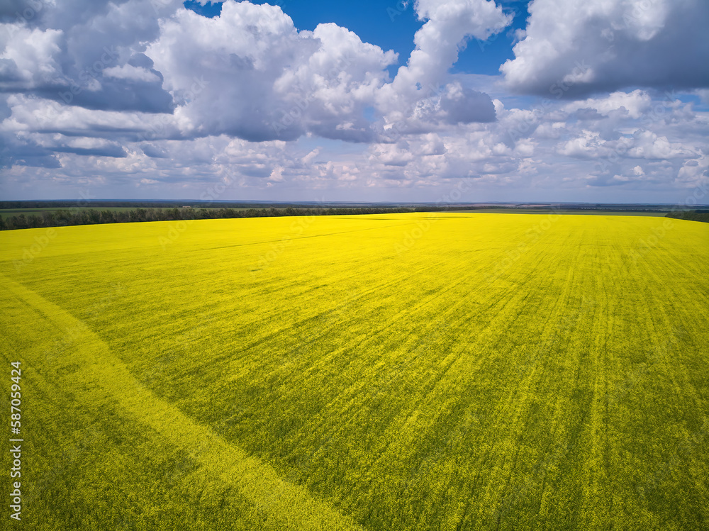 Obraz premium Landscape view from drone, Bright yellow field with rapeseed flowers. Blue sky with white clouds.