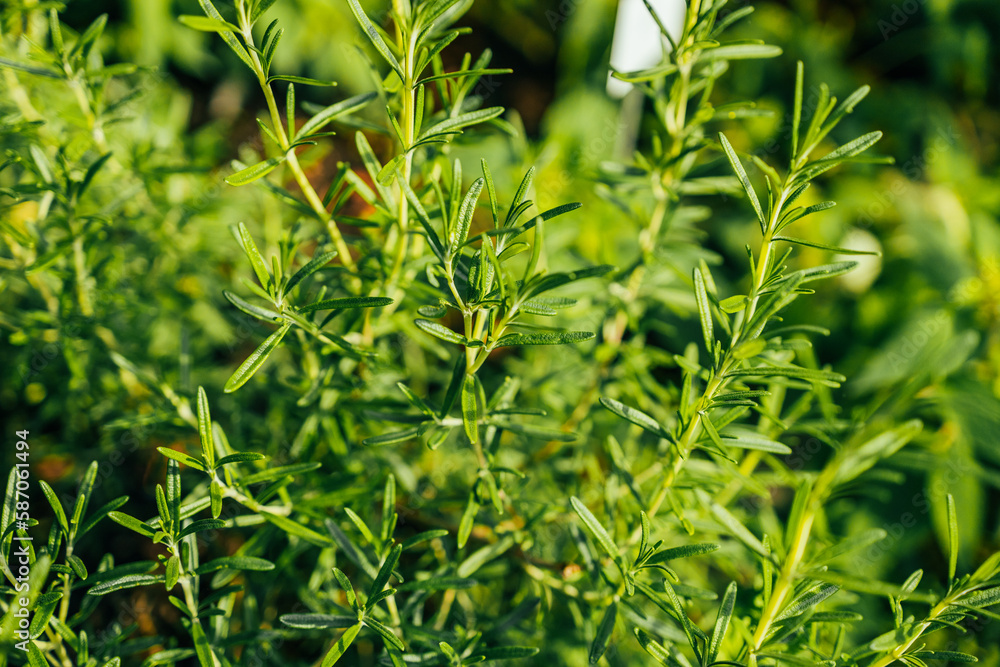 Obraz premium Beautiful blooming herbal garden with rosemary. Garden of herbal and medicinal plants. High quality photo