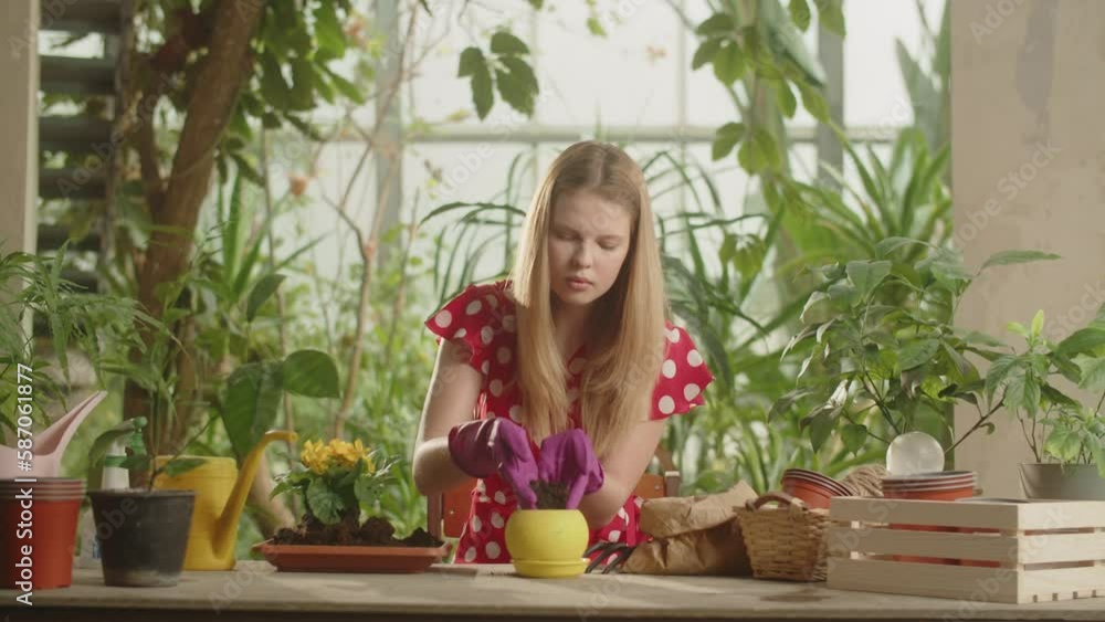 A blond woman in gardening gloves porous soil into a flower pot. A female gardener is about to transplant a plant with a yellow flower into a new pot. Beautiful lady doing gardening in the greenhouse A blond woman in gardening gloves porous soil into a flower pot. A female gardener is about to transplant a plant with a yellow flower into a new pot. Beautiful lady doing gardening in the greenhouse