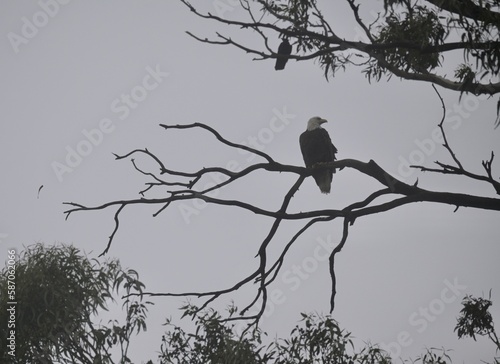 Bald Eagle