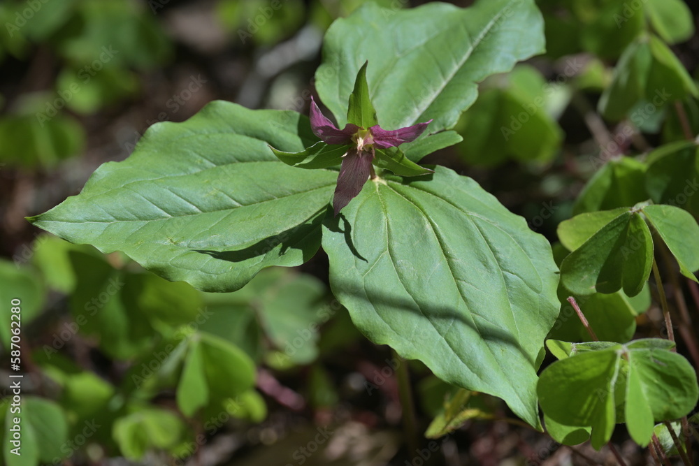 Trillium Flower Trillium Flower