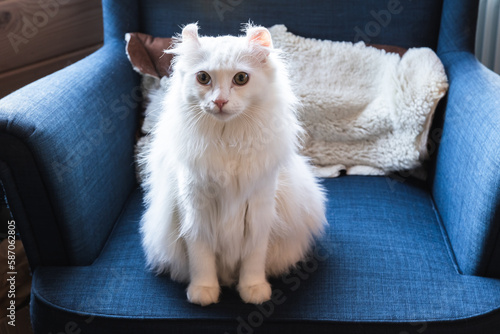 Cuadro en lienzo White American Curl cat close up photo