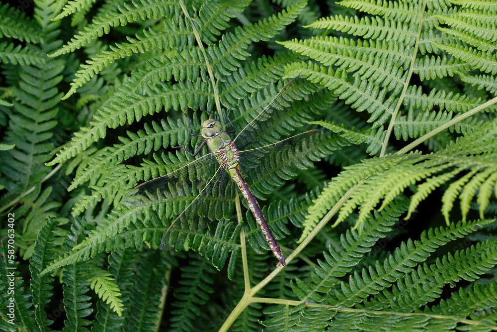 A Emperor Dragonfly sitting on Bracken. A Emperor Dragonfly sitting on Bracken.