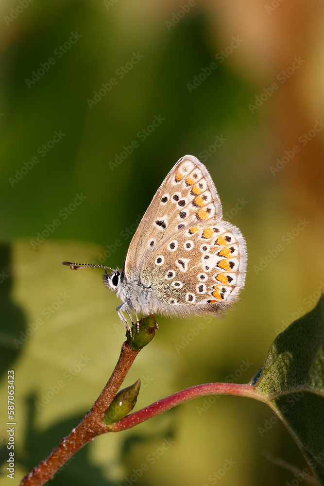 Obraz premium A Common Blue Butterfly roasting.